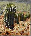 Hoodia. Perdita di erbe del peso.